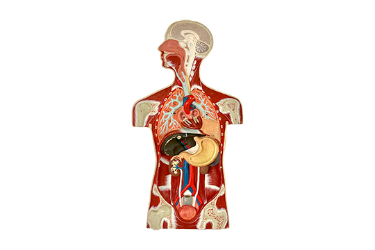 1 MODELLO ANATOMICO, RIPRODUZIONE 3D DEL TORACE, IN MATERIALE PLASTICO (ALCUNE PARTI MANCANTI) DIM. 39x80x10 CM